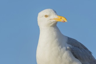 Portrait of a herring gull (Larus argentatus) in the cliffs of the Atlantic Ocean. Camaret, Crozon,