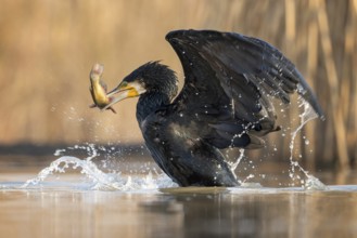 Great cormorant (Phalacrocorax carbo) with catfish as prey, hunting, fishing, preying, sunrise,