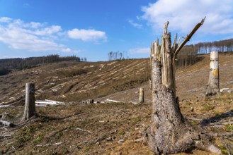 Cleared forest area north of the village of Öventrop, district of Arnsberg, dead spruce stands were