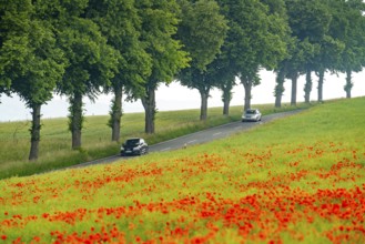 Country road near Warstein, row of trees, cornfield with blooming poppies, Sauerland, North