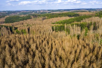 Forest dieback in the Arnsberg Forest nature park Park, over 70 per cent of the spruce trees are