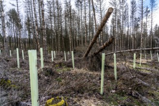 Reforestation in the Arnsberg Forest near Warstein-Sichtigvor, Soest district, young trees in