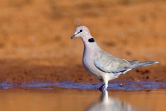 Red-crested Pigeon, (Streptopelia vinacea), Red-winged Turtle Dove, Morgan Kunda lodge / road to