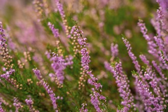 Heather blossom of the heather, Calluna vulgaris, in the Lüneburg Heath nature reserve, Lower