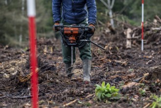 Reforestation in the Arnsberg Forest near Rüthen-Nettelstädt, Soest district, forestry workers