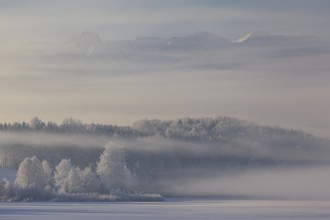 Snow-covered trees and frozen lake in front of mountains, morning light, fog, snow, winter,