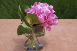 Blossom of a peony (Paeonia) in a vase, Rhineland-Palatinate, Germany, Europe