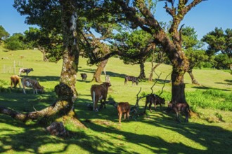 Cows in fantastic magical idyllic Fanal Laurisilva forest with centuries-old til trees. Madeira