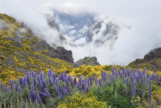 View from Pico do Arieiro of mountains in clouds with Pride of Madeira flowers and blooming Cytisus