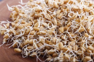 Heap of germinated wheat on brown wooden board, close up, side view