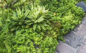 Ornamental plants with stone in the botanical garden in Singapore