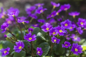 Primrose blooming in the botanical garden in spring