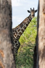 Portrait of a southern giraffe (Giraffa giraffa), free-living, wilderness, safari, travel, animal