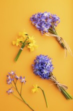 Spring snowdrop flowers bluebells, narcissus on orange pastel background. top view, flat lay, close