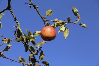 Ripe apple (or apples) on a tree in a meadow orchard in autumn