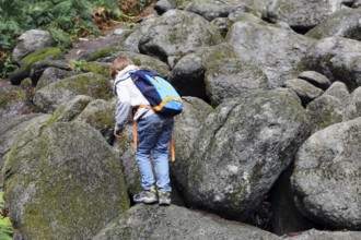 The famous rock boulder in the Odenwald above Lautertal-Reichenbach