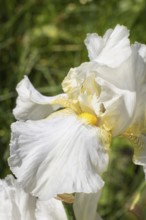 Beautiful multicolored iris flower bloom in the garden. Close up, fragility and summer concept