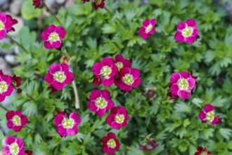 Purple saxifrage flower with green ornamental leaves. Closeup