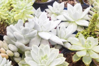 Various types of succulent in flower pots in the greenhouse. Closeup, selective focus