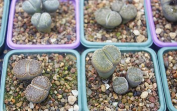 Small succulent plants background. greenhouse, top view, floral texture