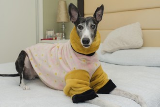 Rescued greyhound dog, pampered with warm clothing, lying on his owner's bed