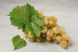 A branch of white grapes with leaves, on the table, top view, close-up, no people