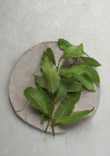 Fresh, bay leaf branch, on a gray background, top view, no people