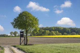 A tree with a high stand, high seat stands next to a field path, in the background a yellow rape