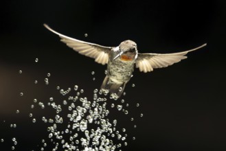 Annas hummingbird, calypte anna, enjoying the water fountain drops