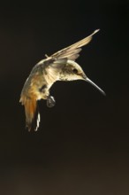 Rufous hummingbird enjoying the water fountain