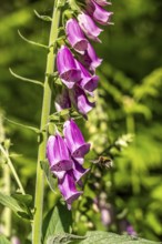 Diersfordter Wald, north of Wesel, nature park with oak and beech forests, glacial sand dunes,