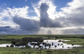 North Sea island of Spiekeroog, East Frisia, Lower Saxony, Germany, marshes, salt marshes,