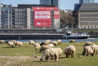 A construction company has hung a large poster on a building facade on the Rhine promenade,