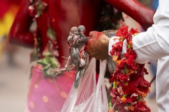 GUWAHATI, INDIA, AUGUST 19: A priest holds a pair of sacrificial pigeons as he dance in the beat of