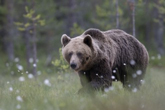 Brown bear (Ursus arctos) in the Finnish taiga, Kuusamo, Finland, Europe