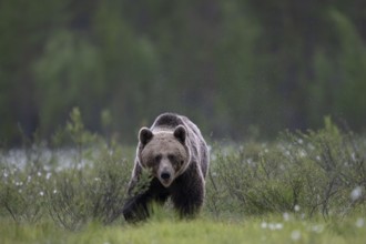 Brown bear (Ursus arctos) in the Finnish taiga, Kuusamo, Finland, Europe