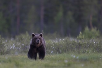 Brown bear (Ursus arctos) in the Finnish taiga, Kuusamo, Finland, Europe