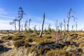 Noir Flohay ghost forest, remnants of a forest fire from 2011 in the High Fens, high moor, in the