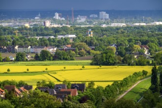 Rapeseed fields in the district of Gelsenkirchen-Beckhausen, view to the southeast, city centre of