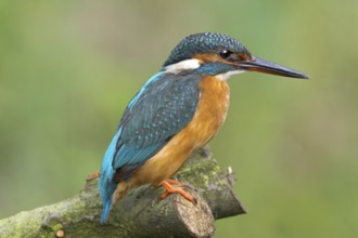 Kingfisher on perch, (Alcedo atthis)