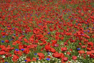 Europe, Germany, Mecklenburg-Western Pomerania, Poppy field near Göhren-Lebbin, Göhren-Lebbin,