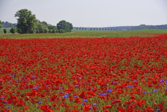 Europe, Germany, Mecklenburg-Western Pomerania, Poppy field near Göhren-Lebbin, Göhren-Lebbin,