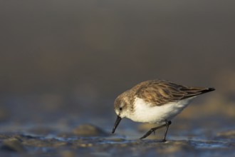 Least sandpiper (Calidris minutilla), Ft. De Soto Park, St. Petersburg, Florida, USA, North America