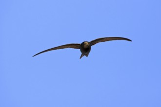 Common swift (Apus apus), family of swallows, Mannheim, Baden-Württemberg, Federal Republic of