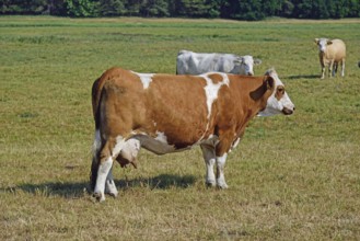 Europe, Germany, Mecklenburg-Western Pomerania, Dairy cows on the pasture near Göhren-Lebbin, Red