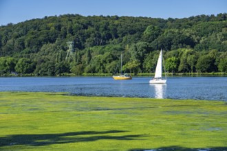 Waterweed, Elodea, an invasive species, green carpet of plants on Lake Baldeney in Essen, the