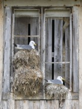 Black-legged kittiwake (Rissa tridactyla), breeding birds on nests, built on fishing harbour