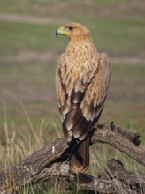 Spanish imperial eagle (Aquila adalberti), El Millaron Imperial Eagle Hid, Salorino, Extremadura