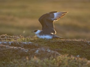 Arctic Skua (Stercorarius parasiticus), light morph adult about to fly off, in breeding territory