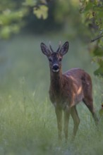 Roebuck in summer, leaf time